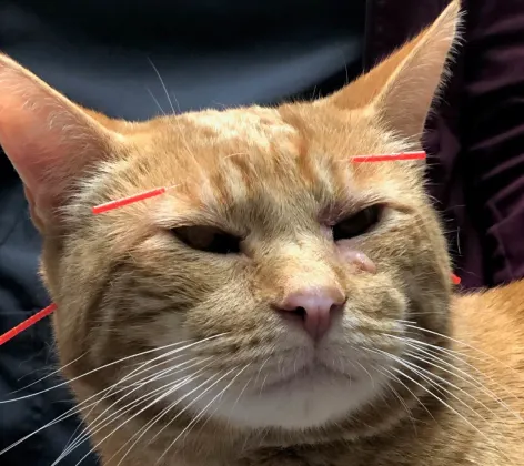 Orange cat receiving acupuncture 